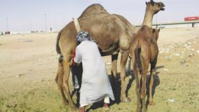 4 أسباب تجعلكم تتناولون حليب الإبل من اليوم