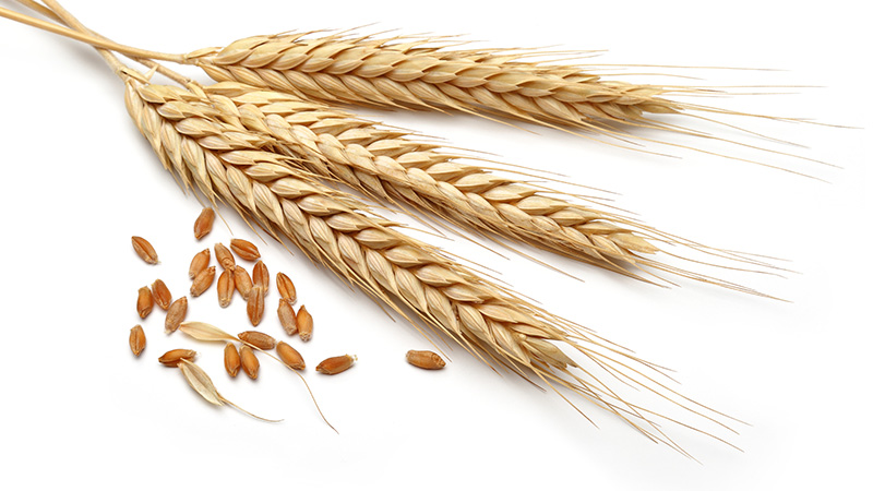 فوائد القمح | Just Food