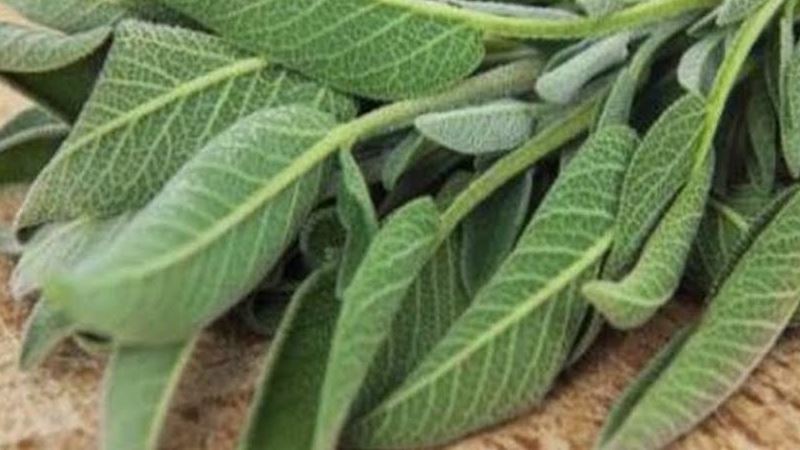 الأمراض المعدية PEF مكافحة الشغب Comertinsaat Comertinsaat Com