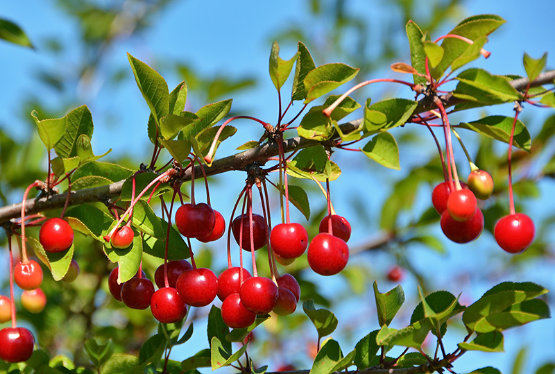 فوائد المحلب للرحم مجرد غذاء