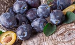 أضرار البرقوق