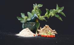 أضرار العبعب