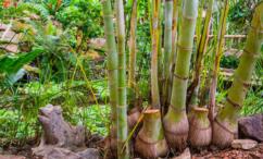 فوائد البامبو للشعر