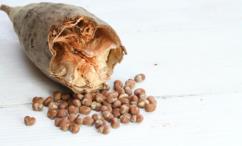 فوائد الحبحبوه للكولسترول