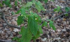 فوائد البشام للقولون