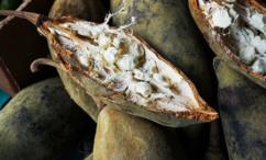 فوائد الحبحبوه للضغط