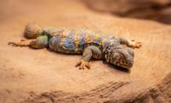 فوائد الضب للعضو الذكري