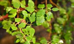 فوائد البشام للاسنان