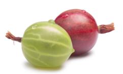 فوائد عنب الثعلب للمهبل