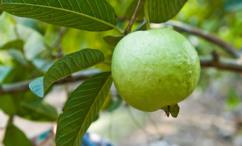 فوائد ورق الجوافة للمعدة