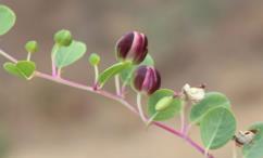 فوائد شجرة اللصف