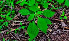 فوائد البشام للشعر