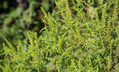 فوائد الدمسيسة للشعر