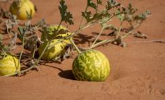 فوائد الحنظل للعضو الذكري