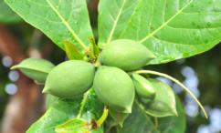 فوائد الهليلج للشيب