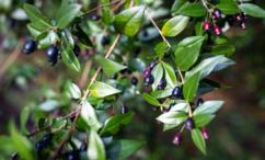 أضرار عشبة الآس للشعر