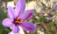 فوائد الزعفران  للشعر