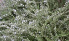 فوائد الجعدة للغدة الدرقية