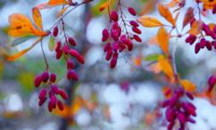 فوائد البربرين للجهاز الهضمي