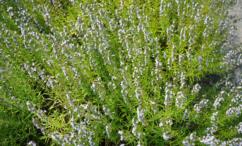 فوائد الجعدة للمعدة