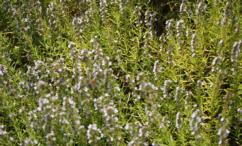 فوائد عشبة الجعدة للشعر