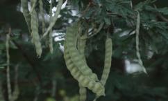 أضرار القرض للشعر