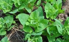 فوائد القطف للرحم