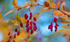 اضرار البربرين على الكلى