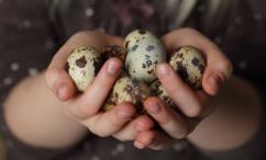 أضرار بيض السمان للأطفال