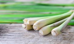 فوائد عشبة الليمون للجنس