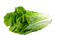 فوائد الخس للعضو الذكري