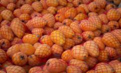 فوائد زيت المارولا للشعر