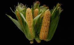 فوائد الذرة للرجال