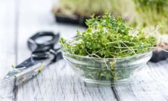 اضرار الرشاد للرجال