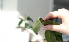 فوائد حليب التين للعضو الذكري