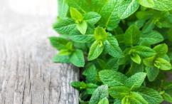 أضرار النعناع للرجال