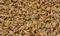 فوائد النانخة للمبايض