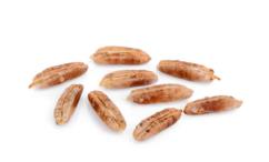 فوائد نواة التمر للرحم