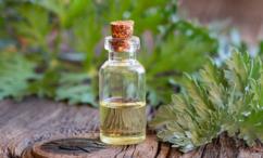 فوائد زيت الشيح للشعر