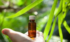 فوائد زيت الحلتيت للعضو الذكري