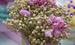 فوائد الحرمل للعقم