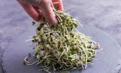 اضرار الرشاد للحامل