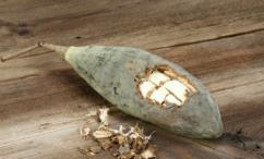 فوائد الحبحبوه للحامل