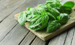 اضرار الحبق للحامل