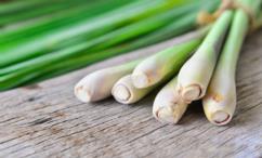 فوائد عشبة الليمون للحامل