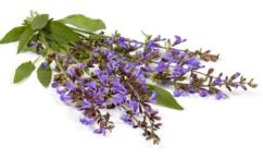 اضرار كف مريم للحامل