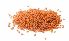 أضرار حب الرشاد للشعر