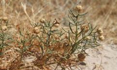 فوائد الحرمل للدوره الشهرية