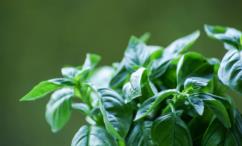 أضرار عشبة الريحان للشعر