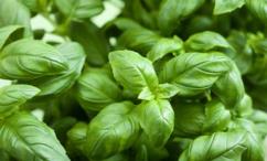 أضرار الريحان للشعر